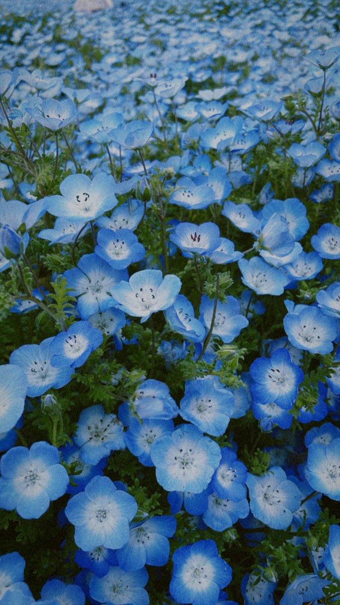 gum_spoon_'s tweet photo. ネモフィラの時期という事で。 https://t.co/zFAdVzLGV8