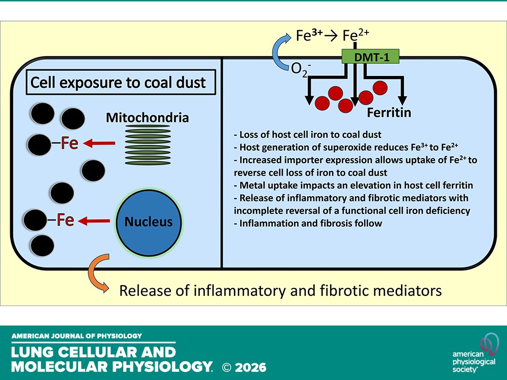 AJPLung's tweet image. Research Article by AJ Ghio et al. (@EPA @WestVirginiaU @DukeHealth) #Coaldust complexes host #cell #iron to impact metal #homeostasis and #pneumoconiosis ow.ly/VfRq50YAEml