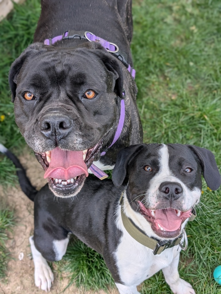 cotsdogscats's tweet photo. Cara loves meeting up with her playdate Remy - as you can tell from their big smiles!๐๐พ
https://t.co/mvpueRFNj7
#DogPlaydate #HappyDogs #DogFriends #PuppySmiles https://t.co/jfMkaYF2qp