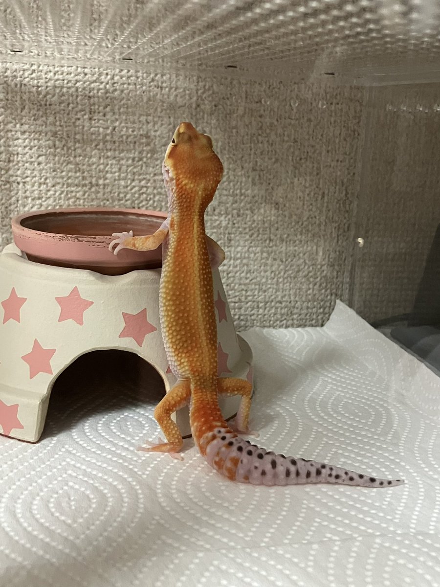 めぐー tweet media