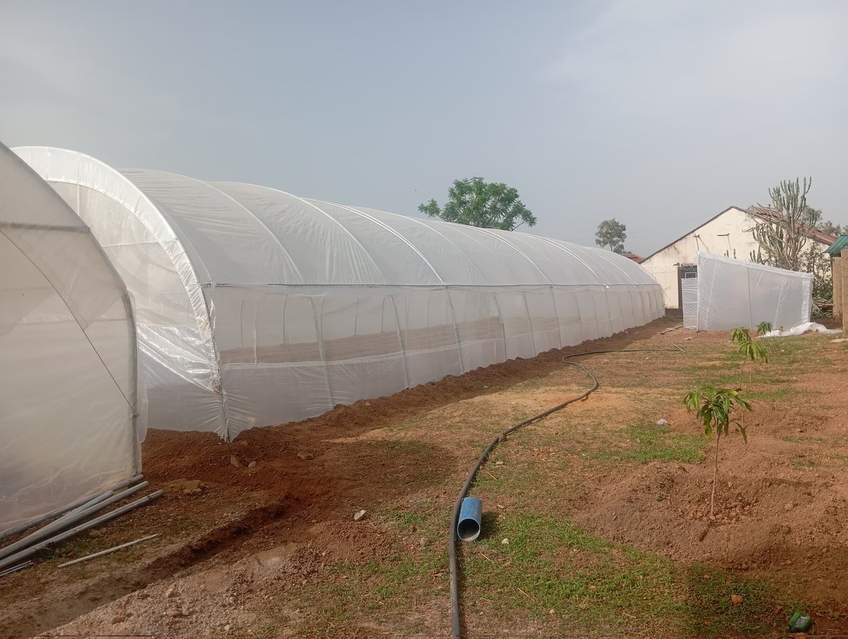 Dara George Of Jos tweet media