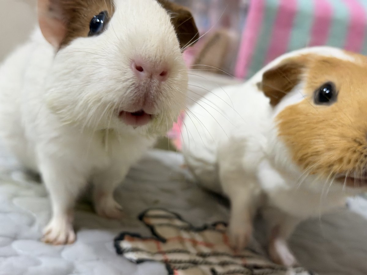 맘마주센