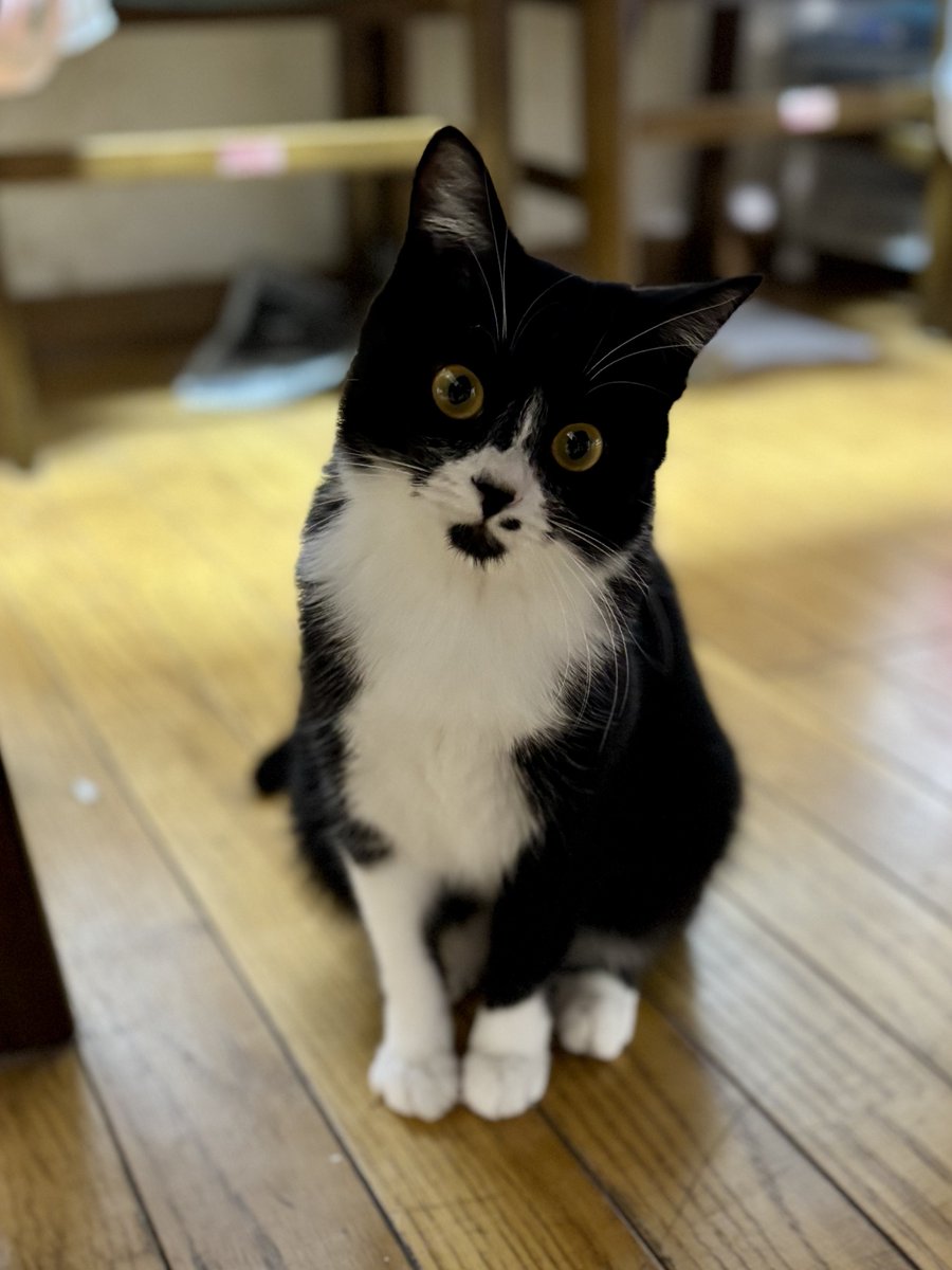 ヘムヘムヘムコ tweet media
