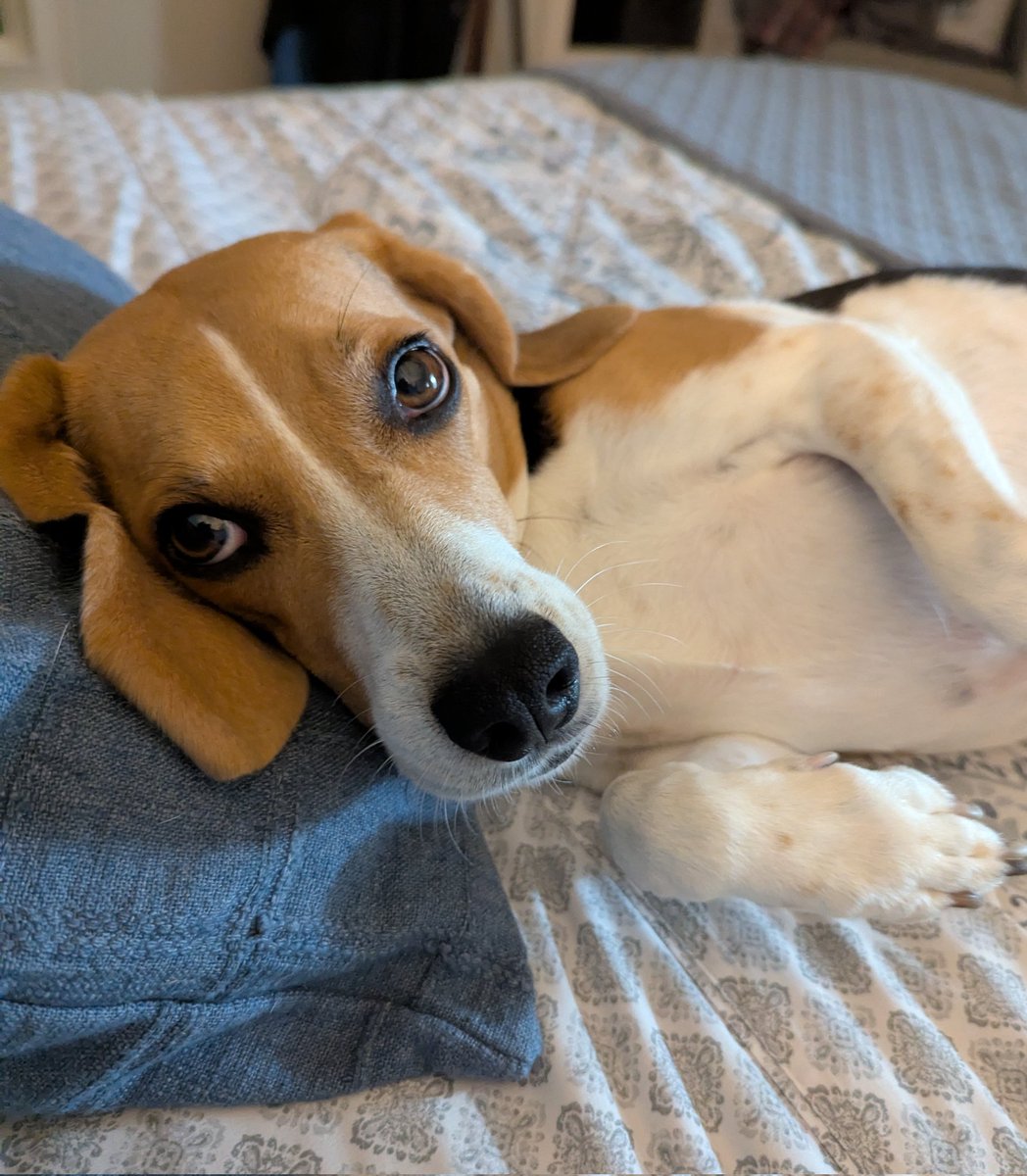 BeagleBrigadeGA's tweet image. Hi! I need some belly rubs! 😍

#Beagles
Reesy ❤️