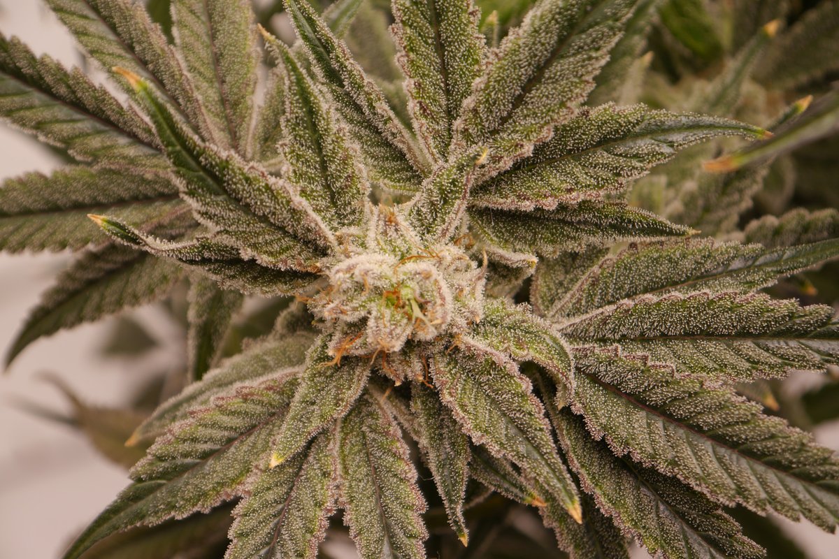 MySeeds tweet media