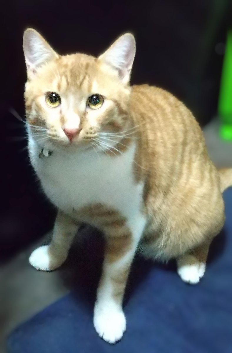 Black Diamond 製作ご依頼 承ります😌 tweet media