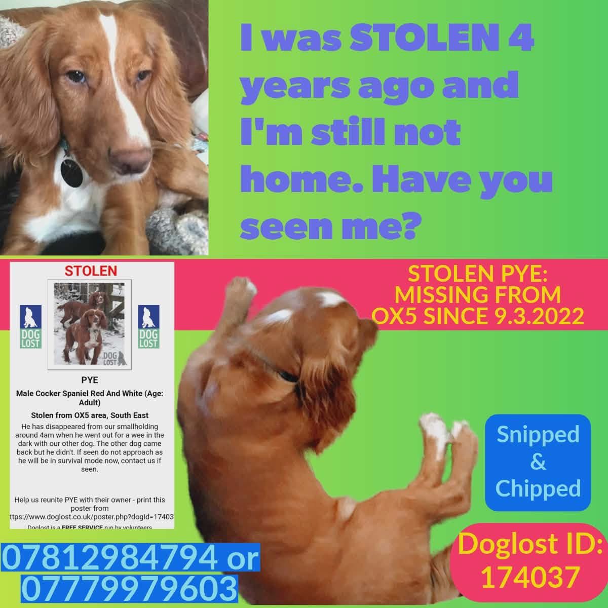 #SpanielHour 

SOMEONE KNOWS WHERE PYE IS 
Let out for a wee and simply vanished 
(His friend went straight back in) 
WHAT HAPPENED THAT NIGHT? 
Chipped &amp; Neutered 
PYE always saddens me 😪 such a handsome boy 
YOU GOT A GOOD FIND - take care of him pls AND LET HIM COME HOME