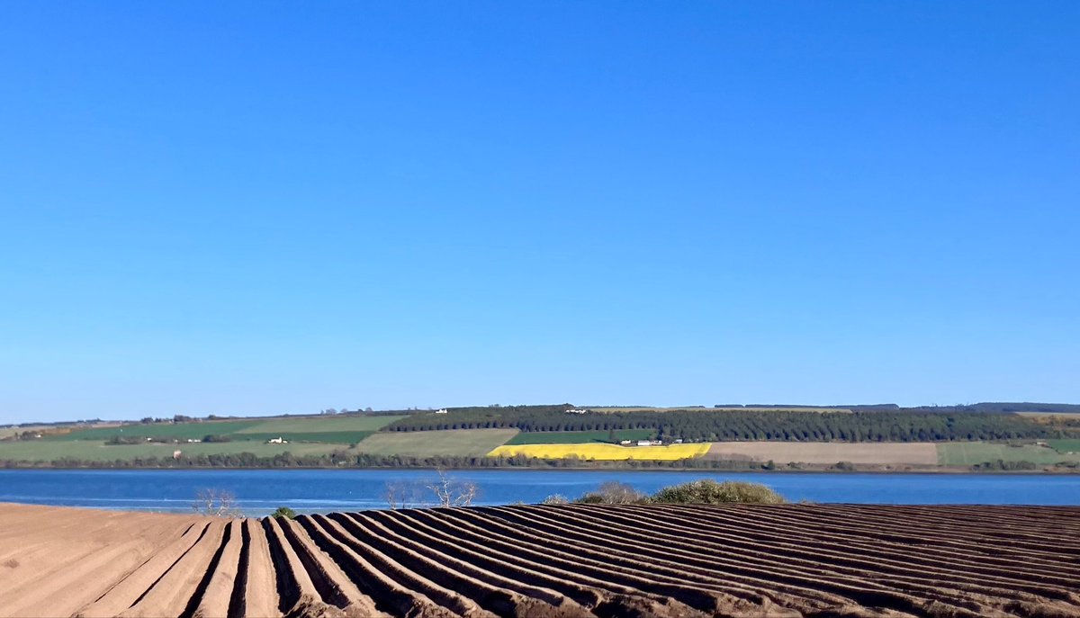 cloudymamma's tweet image. Tattie fields are all planted in drills and yellow Rape Seed Oil fields are all in abundance 

Fertile soils and sunny blue skies over the Cromarty Firth Scottish Highlands

What a glorious Wednesday 🌞 

#LoveUkWeather #Countryside