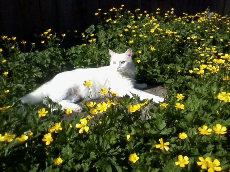 𝒍𝒖𝒏𝒂 tweet media