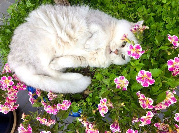 𝒍𝒖𝒏𝒂 tweet media