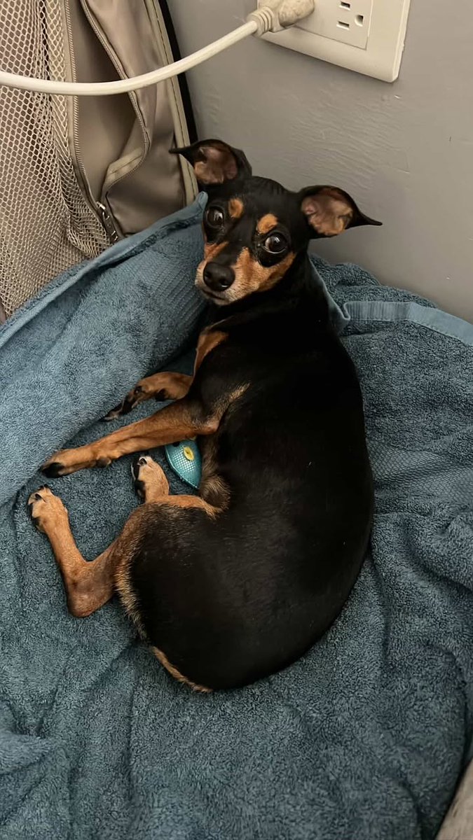 Alerta me perdi tweet media