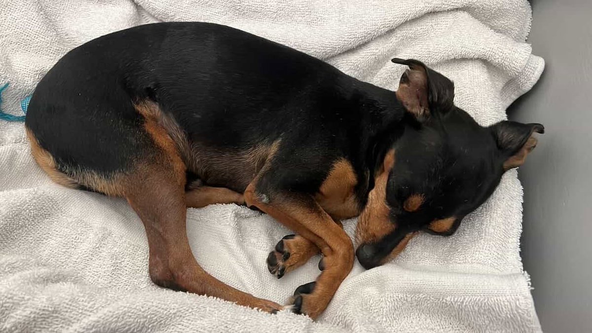 Alerta me perdi tweet media