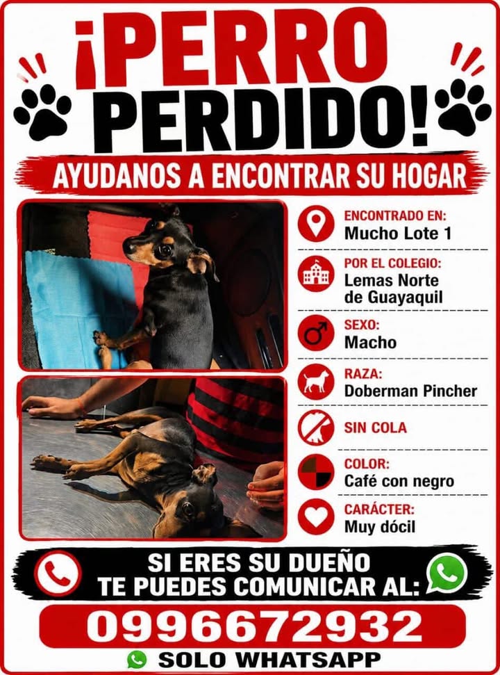 Alerta me perdi tweet media