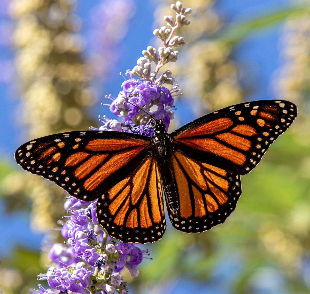 Tom Thibeau tweet media