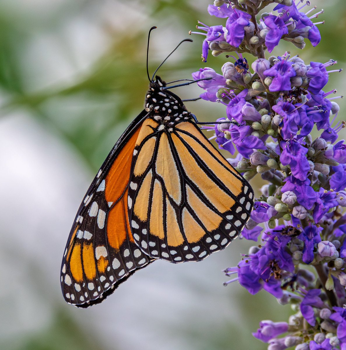 Tom Thibeau tweet media