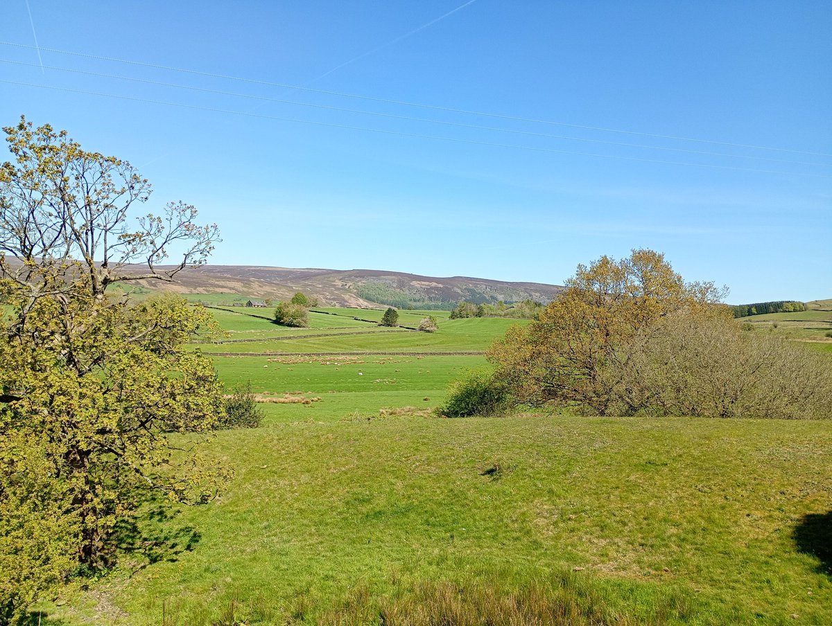 Bambigoesforth's tweet image. Highlights from today's walk in Longdendale including Tree of the Day near Padfield 
#walking #nature #trees #spring