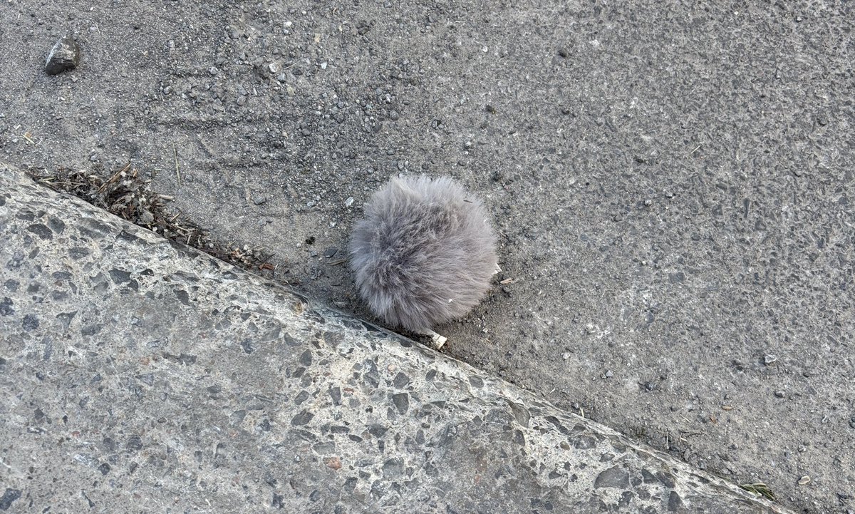 David_Acer's tweet photo. I know Montreal has rats but I didn't realize there was also a problem with Tribbles. https://t.co/xlnyudWs2i