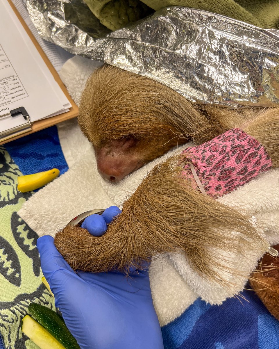 Centralflzoo's tweet image. We are saddened today to share the passing of Bandit, the sloth who arrived at the Zoo in the most critical condition. Our efforts now remain on the other sloths in our care, all of whom are currently in stable condition. Latest updates can be found at: bit.ly/4e6EaYv