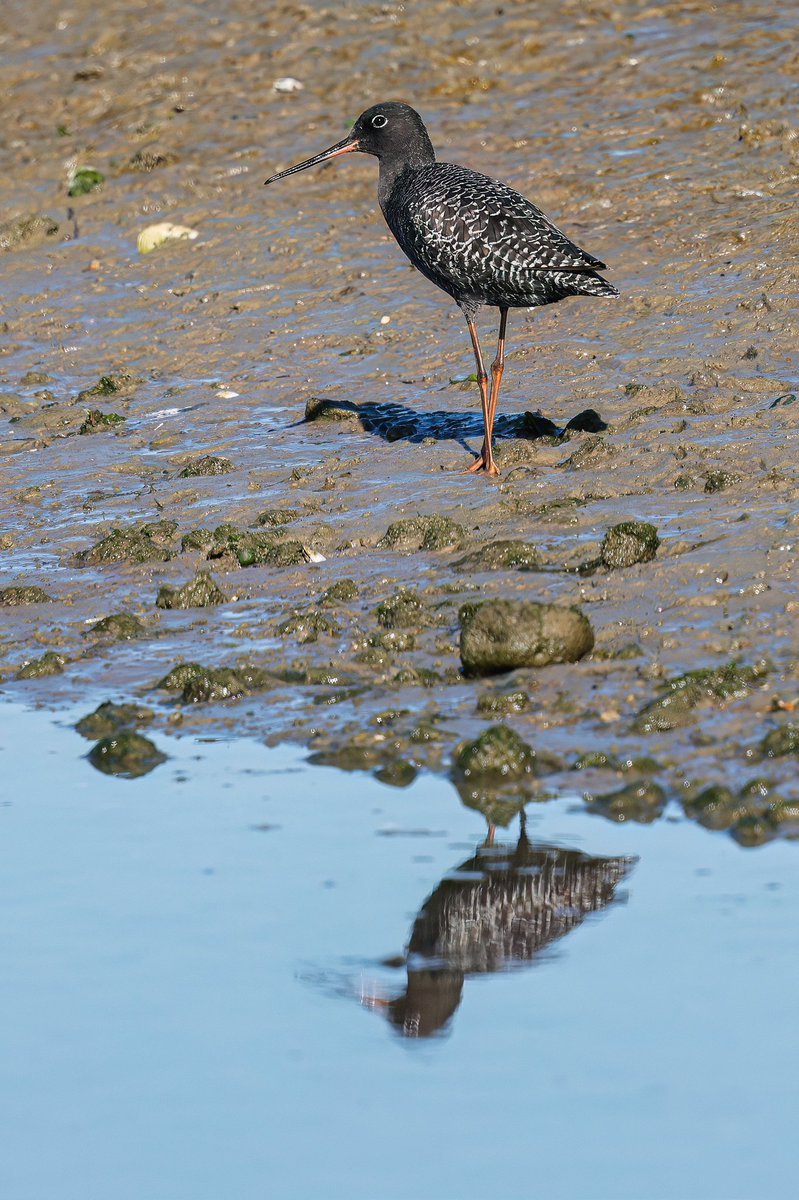 birdboyads's tweet photo. The cracking Spotshank up Ferry channel looks pretty much as good as they get......and it shows beautifully which in itself is unusual as normally the blacker they get, the more skittish they get. Wonder when it'll head north? https://t.co/HF1DrTbfNN