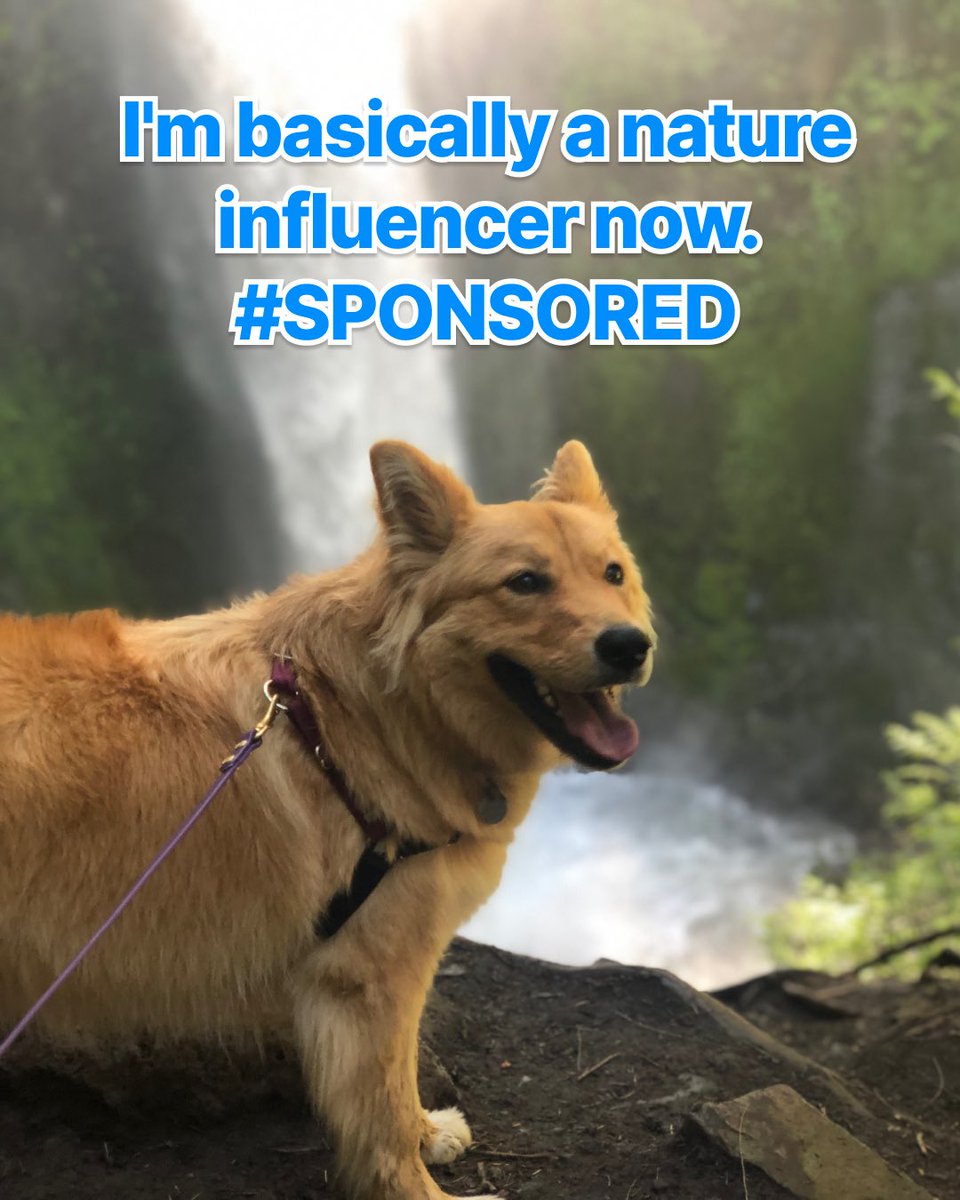 BarkBox tweet media