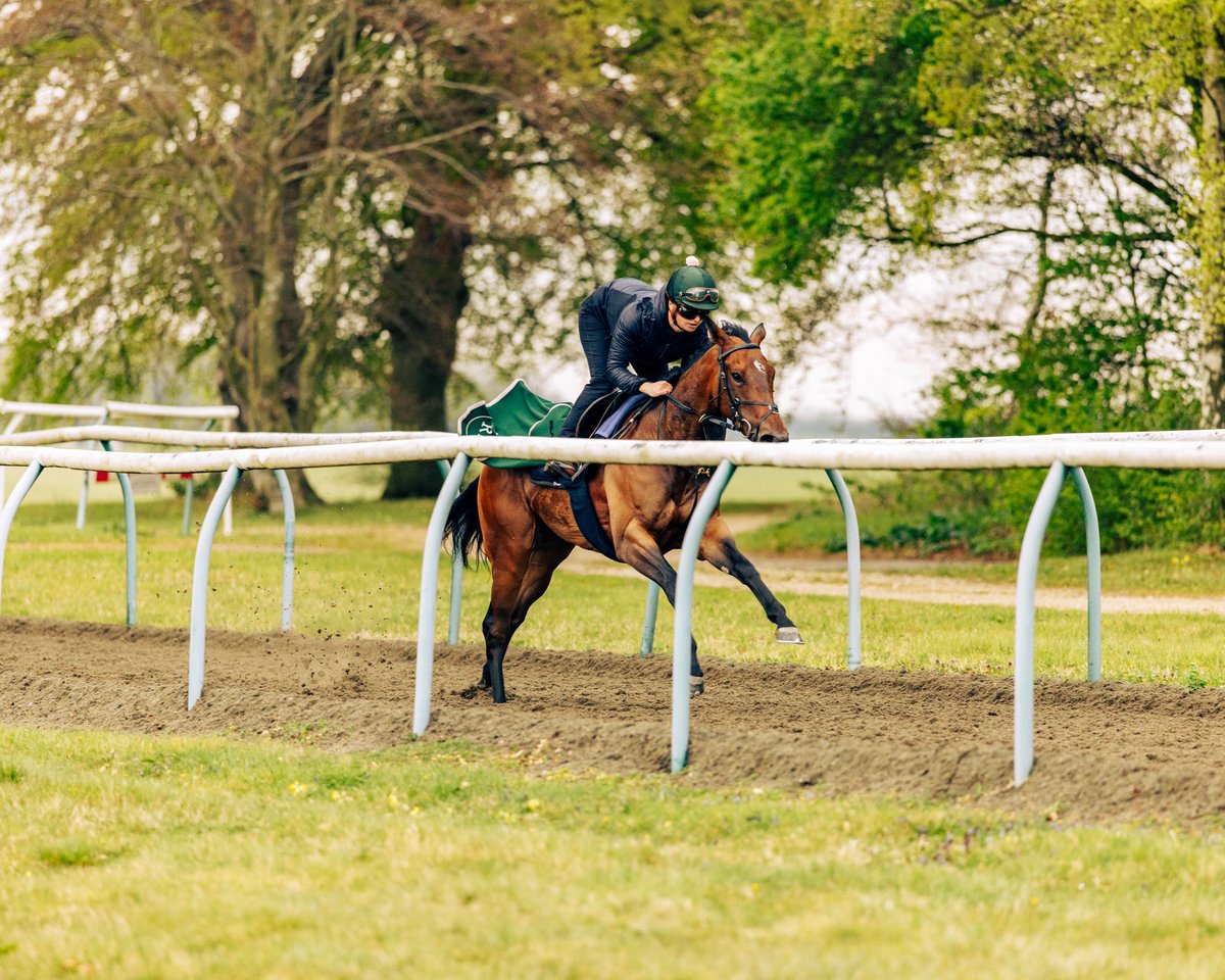 rixracing's tweet photo. Tomorrow afternoon, 𝐇𝐞𝐫𝐞 𝐈 𝐁𝐨𝐰 makes her first start for us and Blue Chip Bloodstock, in the 4.57pm, 7f Handicap at Yarmouth under jockey Ross Coakley!🏇

Best of luck to all connections🤞

#RixRacing https://t.co/2Q5wAUWz6j