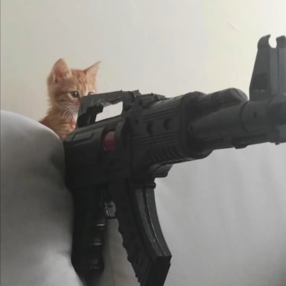 MisamiMisao's tweet photo. I see no difference 🐈 https://t.co/WVddn9OmcA