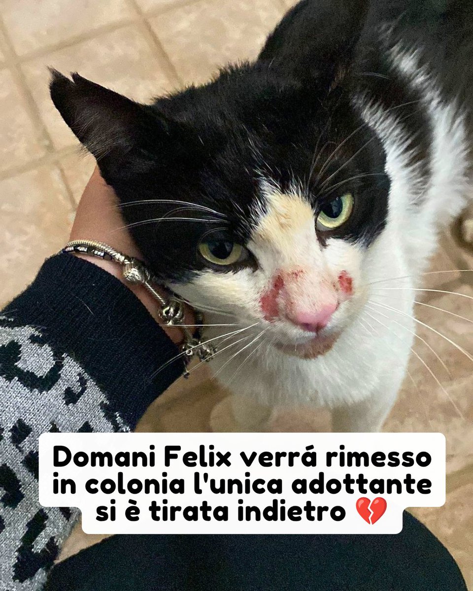 Pets Proof tweet media