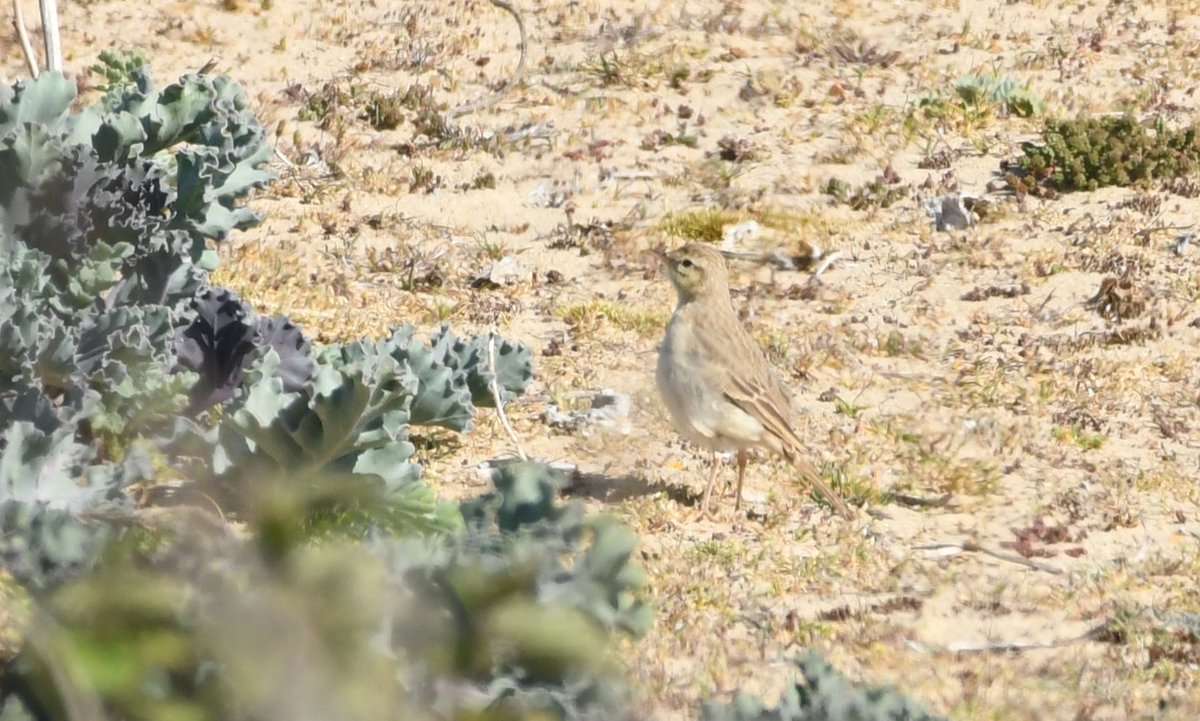 Baldbirder1's tweet image. Managed to connect with the smart Tawny Pipit at @LandguardObs in a brief apres-office visit late afternoon. Challenging photo conditions (wind, sun, heat shimmer, etc)... Decades since I last saw a spring bird in the UK. @LeeEvansBirding @RareBirdAlertUK @SuffolkBirdGrp #birding