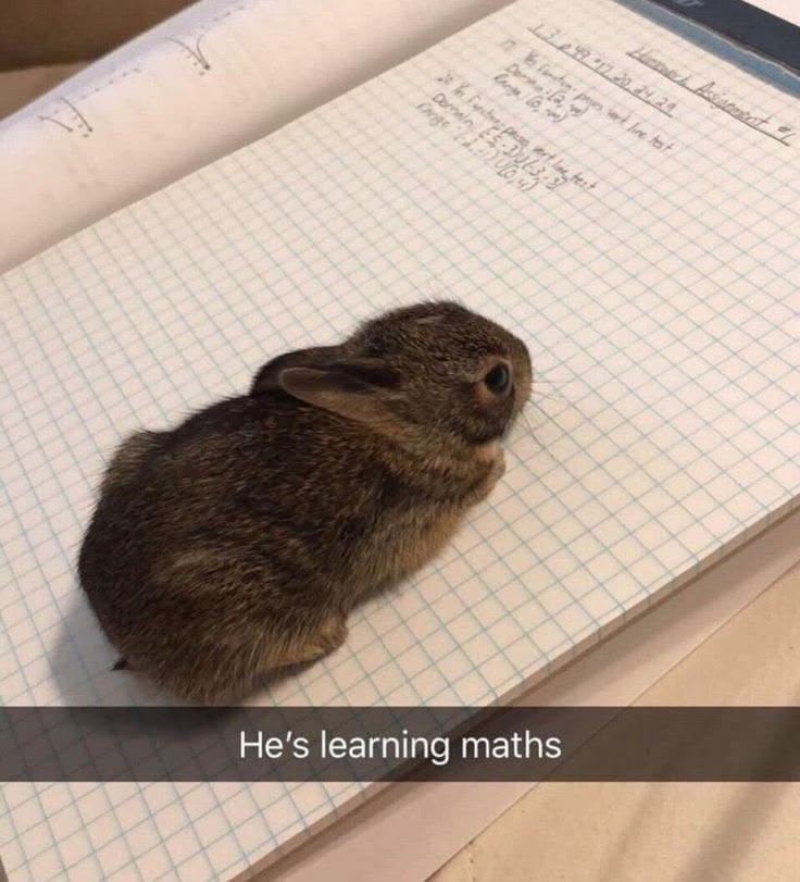 Tuelhinhos 🐇 tweet media