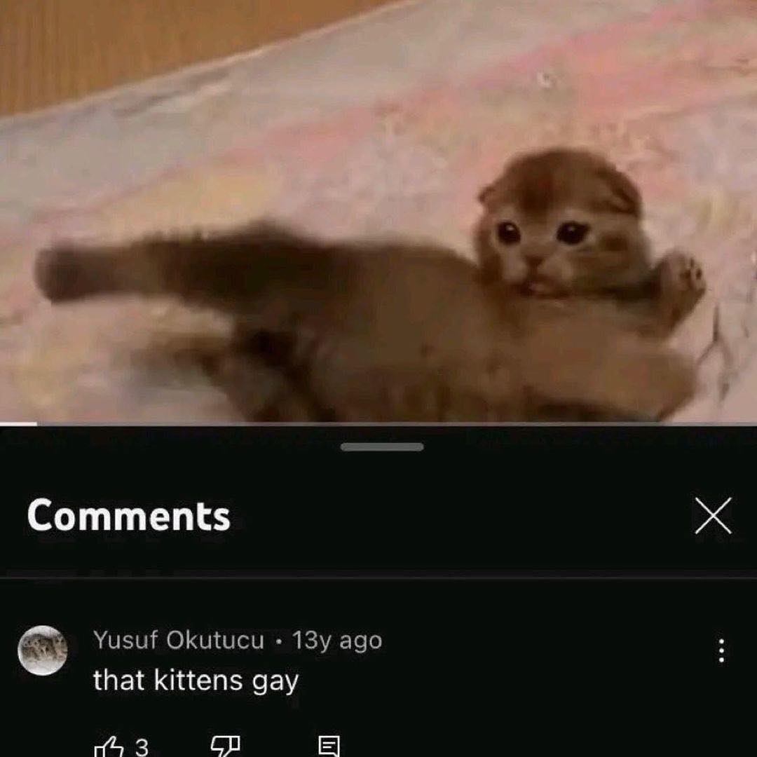 Punch Cat tweet media