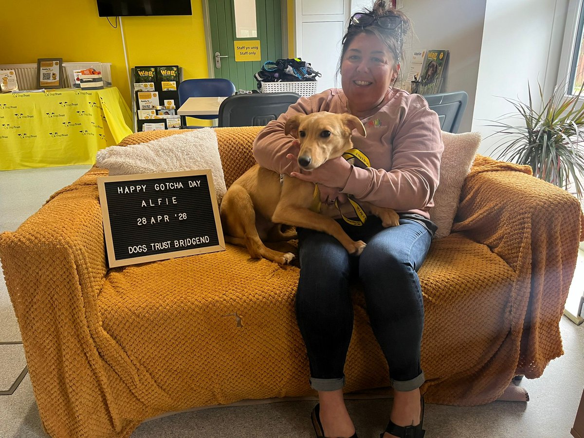 DT_Bridgend's tweet image. Four happy endings in one day 💛🐾

Tina, Chase, Robbie &amp;amp; Alfie have all found their forever homes! Huge thanks to everyone who supports rescue and makes moments like this possible. Wishing them all a lifetime of love 🏡✨

#adoptdontshop #dogstrust #foreverhome #rescue #dogs