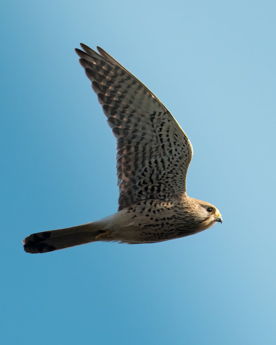 edzhuss's tweet photo. Lauku piekūni Kolkā (29.04.2026)
#Falcotinnunculus https://t.co/enNCGQuJzk