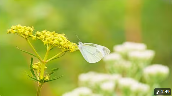 hanyax (はにゃっくす) tweet media