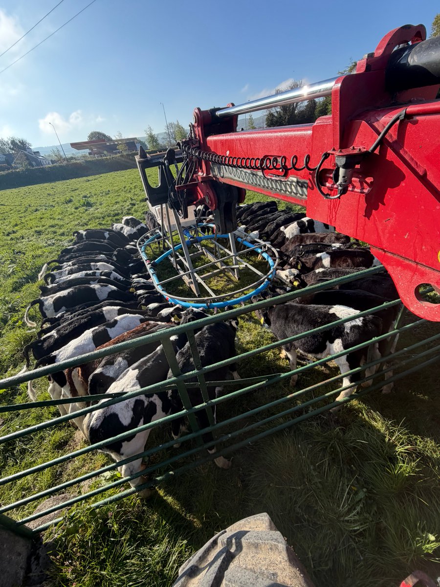 a_whyte15's tweet photo. In the latest attempt of making calf rearing easy🤝 https://t.co/HusMneV7Jl