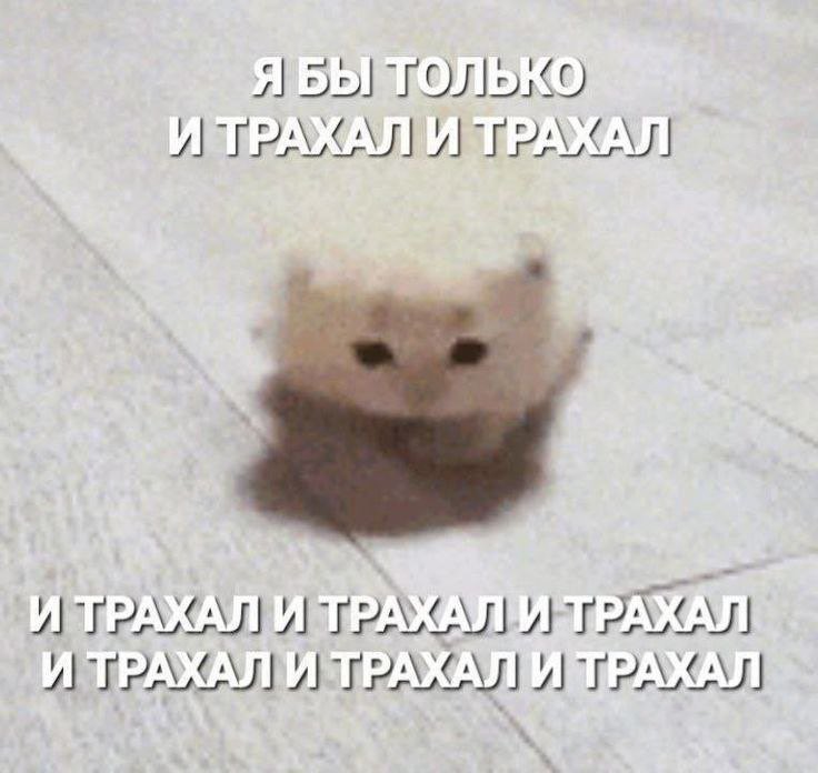 ион п. tweet media