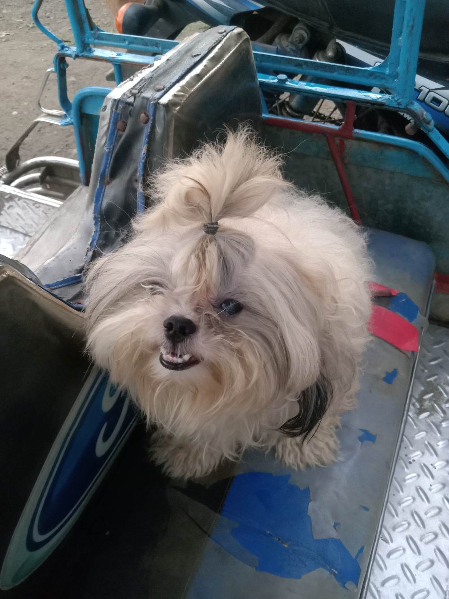 TeacupPh's tweet image. Good morning Everyone. It's #ThrowbackThursday As always remembering our Angel Teacup. He loved visiting new places &amp;amp; travelling on the trike! I think he would have travelled the world if he could have. Take care. Teacups family.xx🇵🇭🐶❤️💗😍🥰🙂👍
#dogs #dogsofX #thursdayvibe