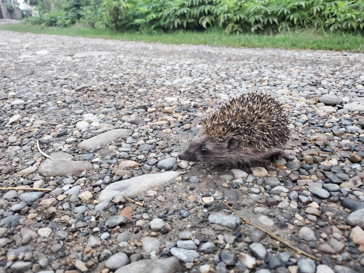 dawn_of80664's tweet image. Hello hedgehog!🦔
#Animal #Nature #iran #hedgehog