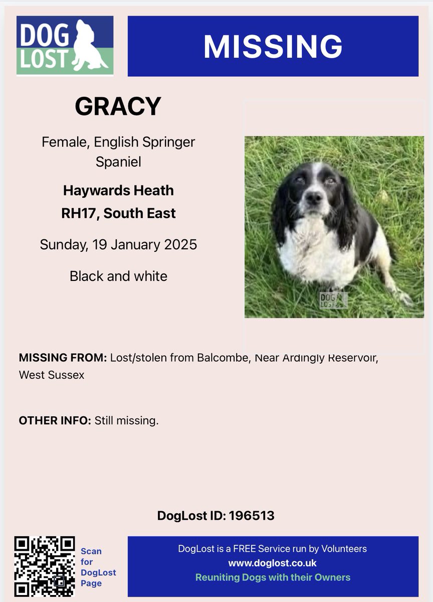 spaniel alert tweet media