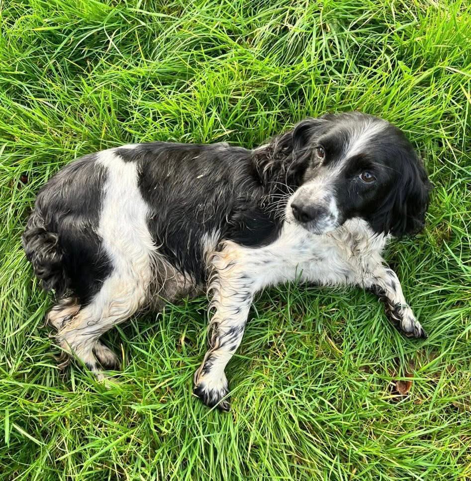 spaniel alert tweet media
