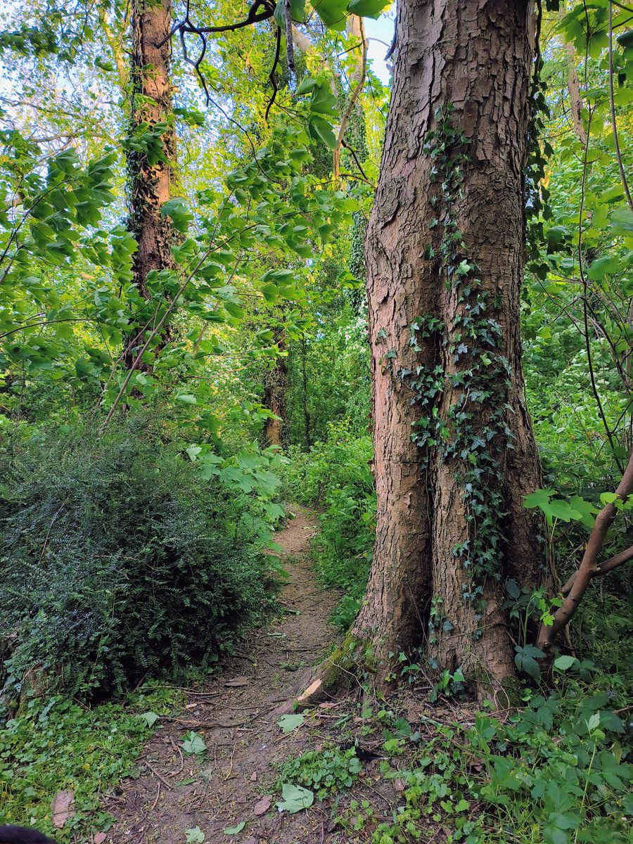 LadyGrace27's tweet image. Leaves underfoot, birds overhead… and something in me settles...🌿

#wednesdayvibe #walks #woods #woodland #nature #birdsong