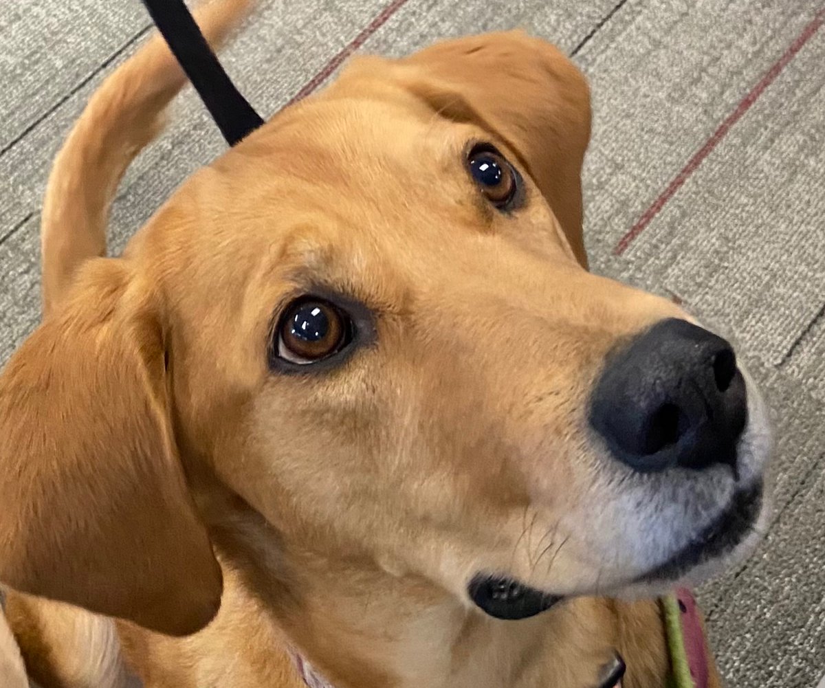 SarahRyanYEG's tweet image. Ummm the @GoElks just announced they’re having a bring your dog to the game day and as long as there’s no fireworks or loud noises planned, Isabelle is 100% going to be attending her first @CFL game. #yeg