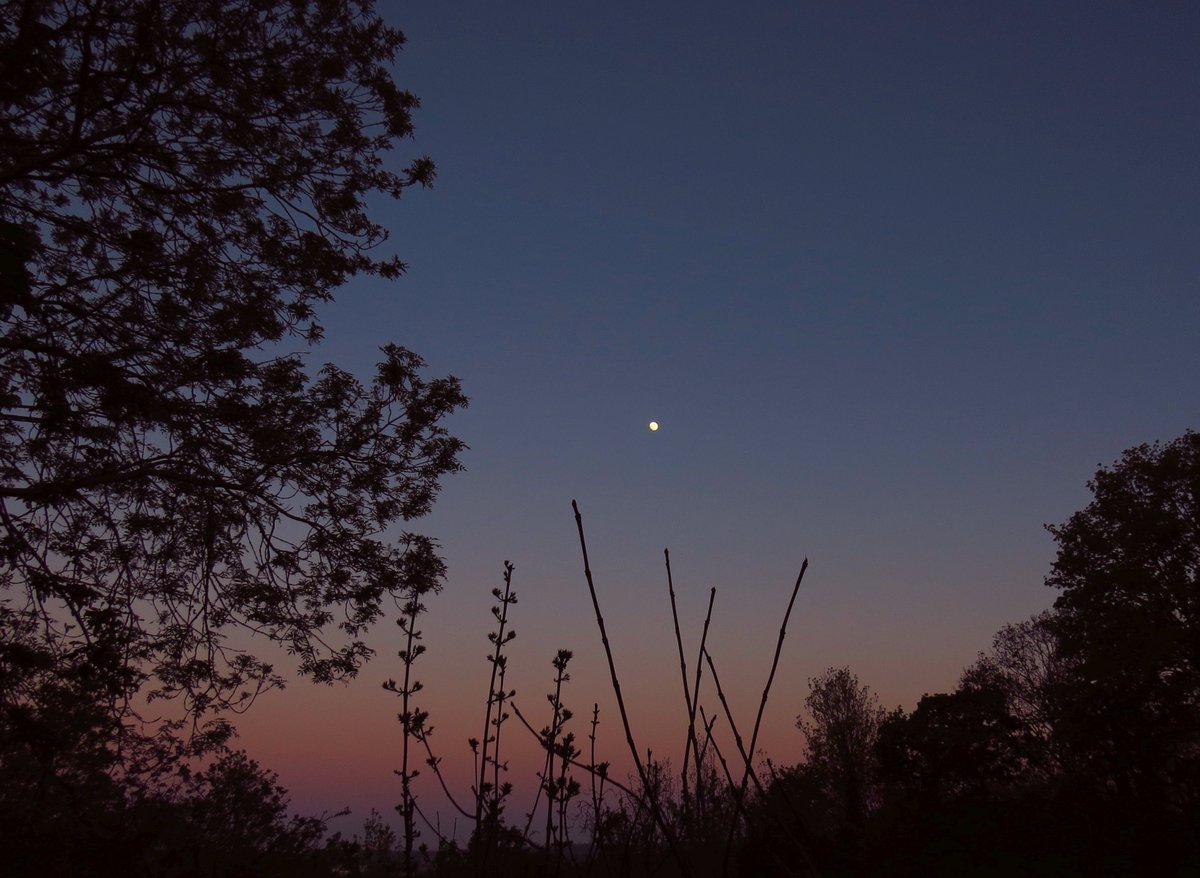 angegarrod's tweet image. Yesterday's moon. 91.7% Waxing Gibbous...29/4/26

#moonwatch #wonders #astronomy #moonhour @MoonHourSocial #sunset