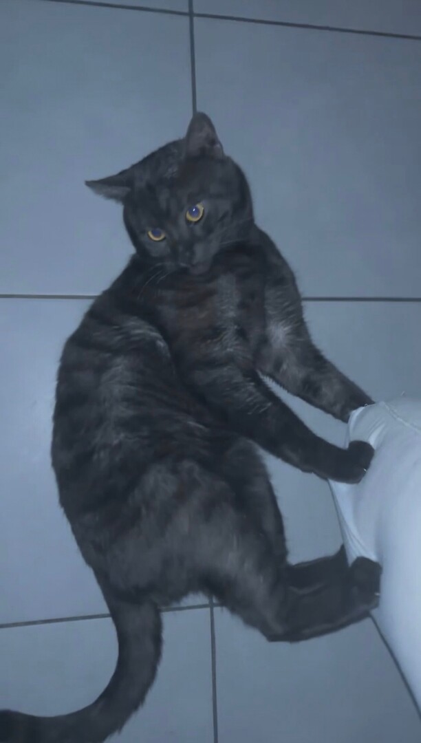 vigipets's tweet image. 🟠 🐱 Chat perdu le 25/04/2026 à Strasbourg (67100).
Race : Européen / Âge : 3 an(s)
Minou / Mâle / Identifié(e) : Non

☎️ 0659975355
📧  yassine26126@gmail.com

#chatperdu #chattrouve #chat #perdu #trouve