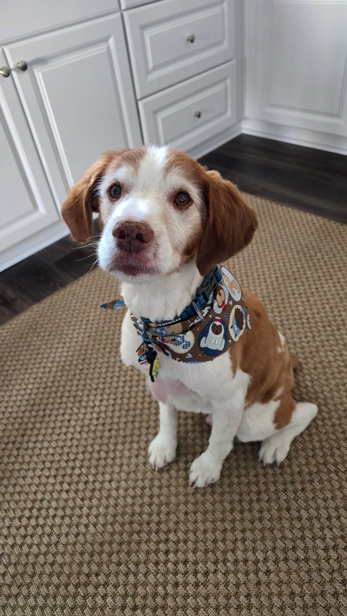 Obriensusan9's tweet photo. Feeling good after a fresh new haircut at #scoobydooz and got to play with my girlfriend Stormy the German Shepherd too. This afternoon daddy will take me out for a walk to see Lola the Cairn Terrier and all my other "girlfriends" in the 'hood. It's hard being this handsome 😉 https://t.co/ENcamzNIkS