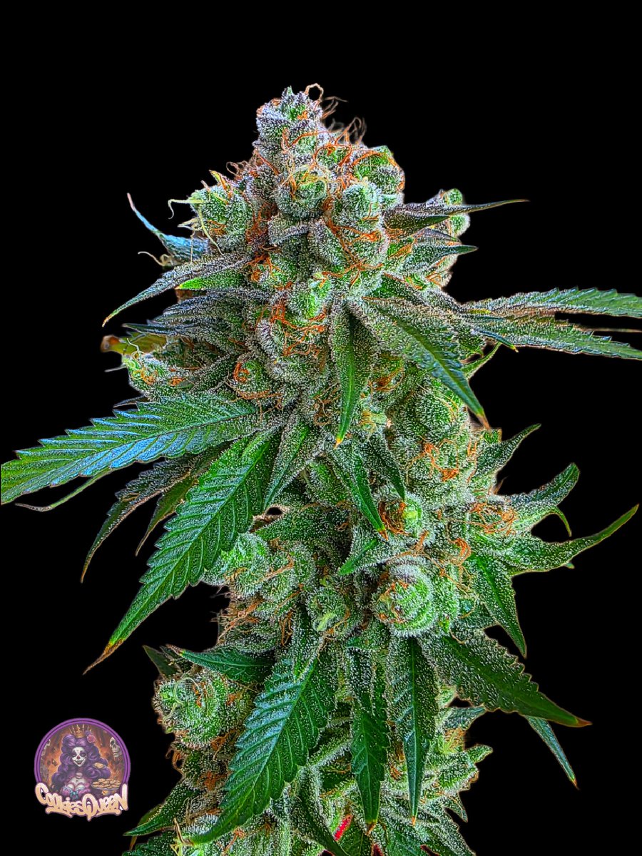 cookiesqueen33's tweet image. Happy Weed Wednesday everyone! Flower of the day is Candyland. #CannabisCommunity #cannabisculture #Mmemberville #StonerFam #CannabisPhotography