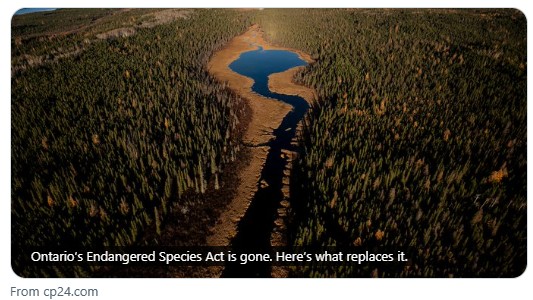 radiogirl985's tweet image. ".@CanadaGray doesn’t buy how ON govt has positioned the new law, saying there is 'no evidence' to show the Endangered Species Act slowed down development. 'This is an ideological attack on the #environment, which, unfortunately the current ON govt is very prone to.'"
#ONpoli