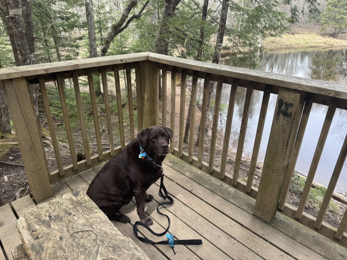 Enfield_NS_Rich's tweet image. I’m not happy, the boy human an I walked to this excellent swimming spot and then I wasn’t allowed to go for a swim. This violated the Lab Charter in so many ways. 
#DogsOnTwitter
