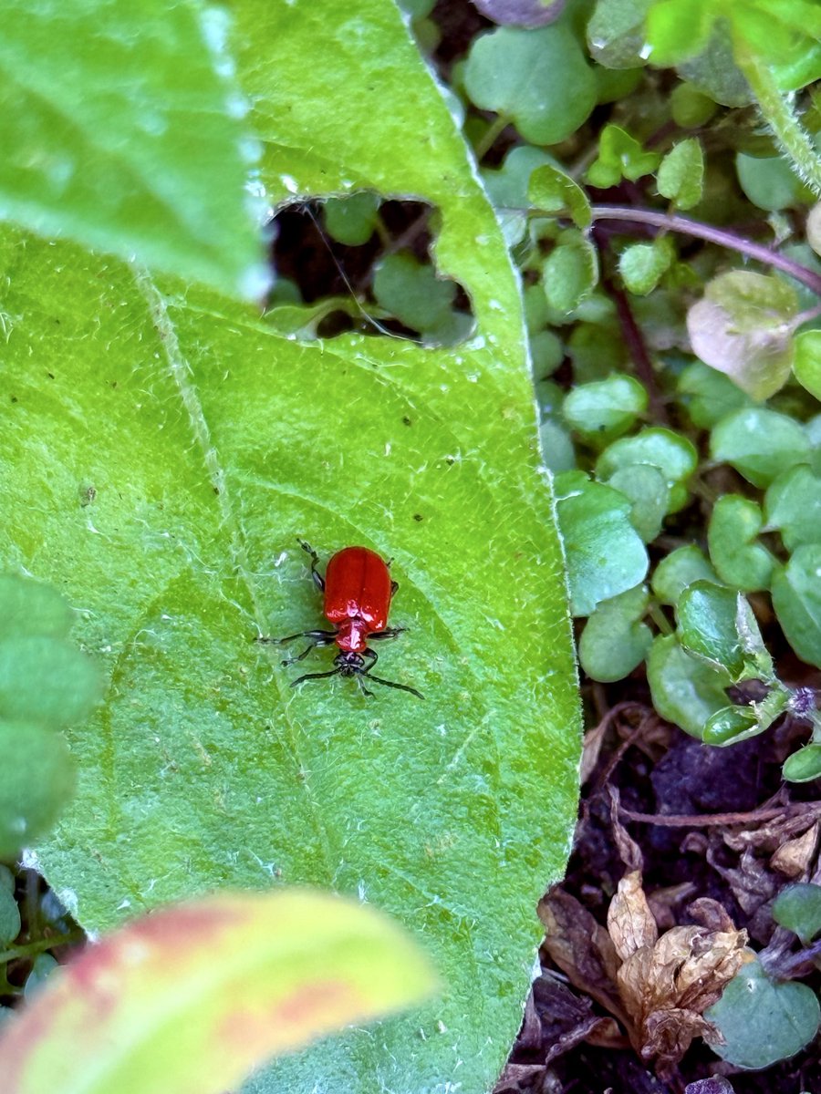 millzer34's tweet image. Yarden finds tonight! #outdoors