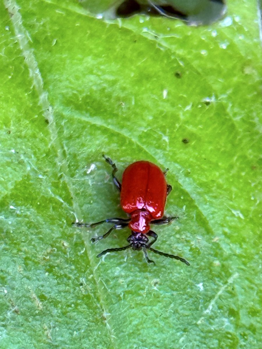 millzer34's tweet image. Yarden finds tonight! #outdoors