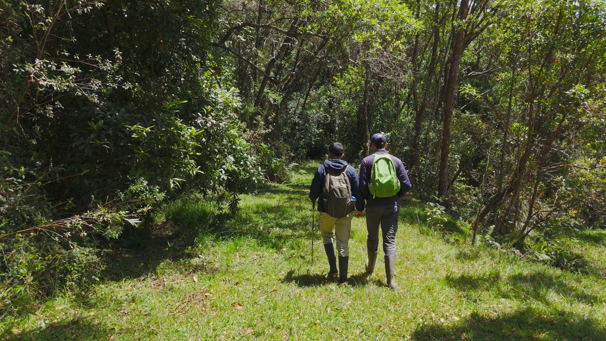 ParquesColombia's tweet photo. 🇨🇴 En Colombia hay árboles que sostienen cuencas, alimentan especies en peligro y forman parte de la vida espiritual de pueblos indígenas y comunidades afro y campesinas. 

Muchos están amenazados. Pero en nuestros Parques Nacionales Naturales, hay equipos enteros trabajando para que no desaparezcan. 🌳Hoy, Día del Árbol, les rendimos homenaje a ellos y a quienes los cuidan.
